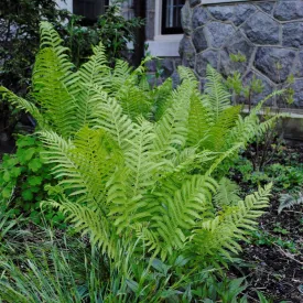 Cinnamon Fern - Osmunda cinnamomea