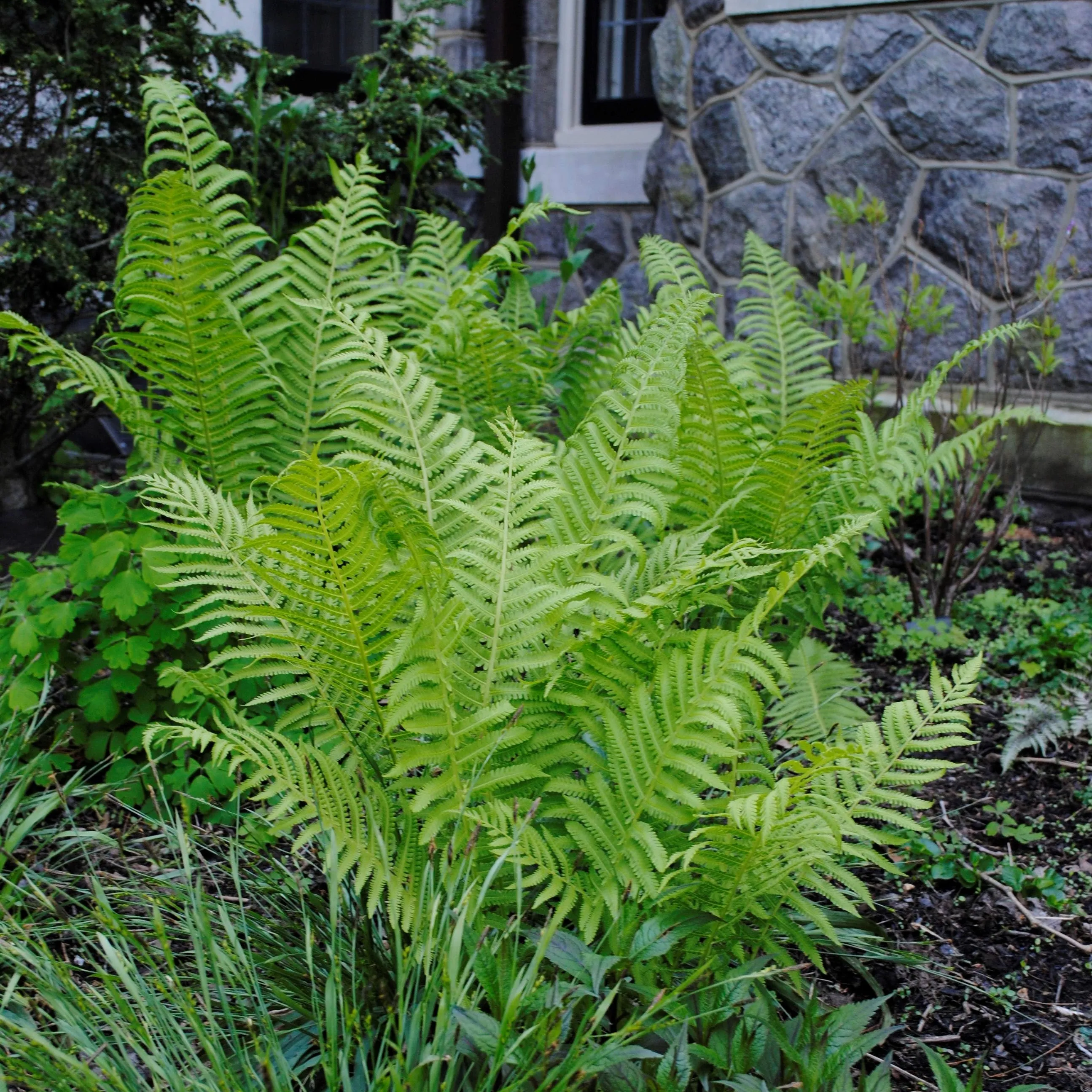 Cinnamon Fern - Osmunda cinnamomea