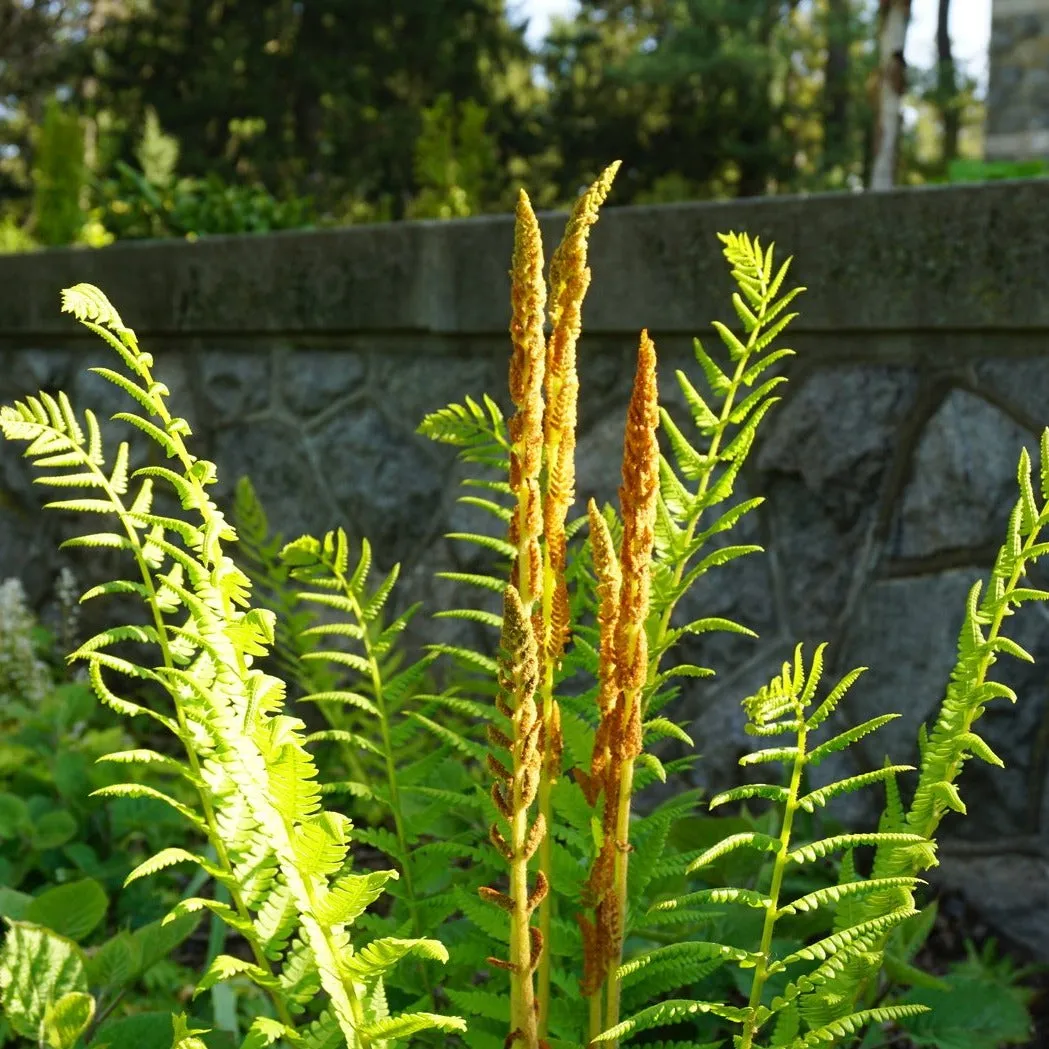 Cinnamon Fern - Osmunda cinnamomea