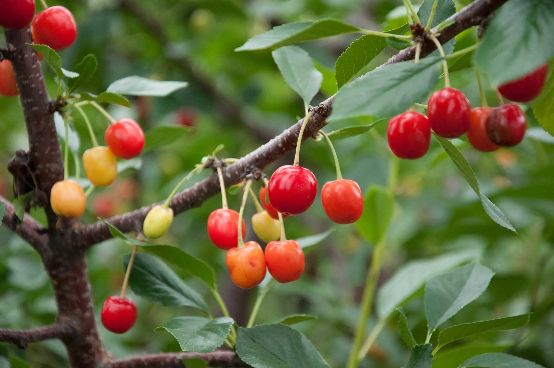 Garden Art Natural Live "Cherry Fruit Plant" (Fruiting stage) | Pack Of 1 Healthy Live Plant | Indoor & Outdoor House Plants with Grower Pots
