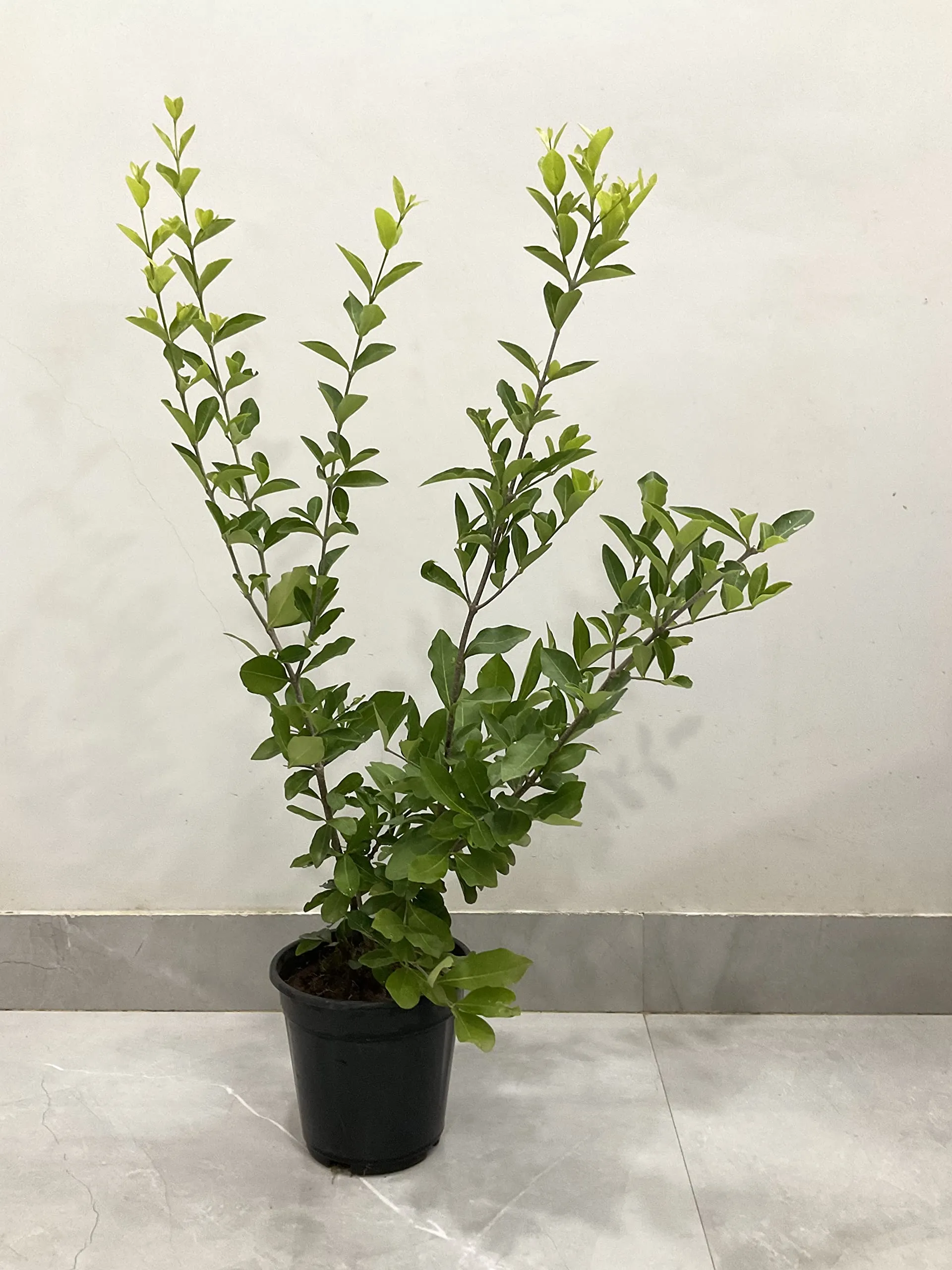 Garden Art Natural Live "Cherry Fruit Plant" (Fruiting stage) | Pack Of 1 Healthy Live Plant | Indoor & Outdoor House Plants with Grower Pots