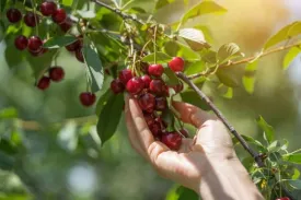 Garden Art Natural Live "Cherry Fruit Plant" (Fruiting stage) | Pack Of 1 Healthy Live Plant | Indoor & Outdoor House Plants with Grower Pots
