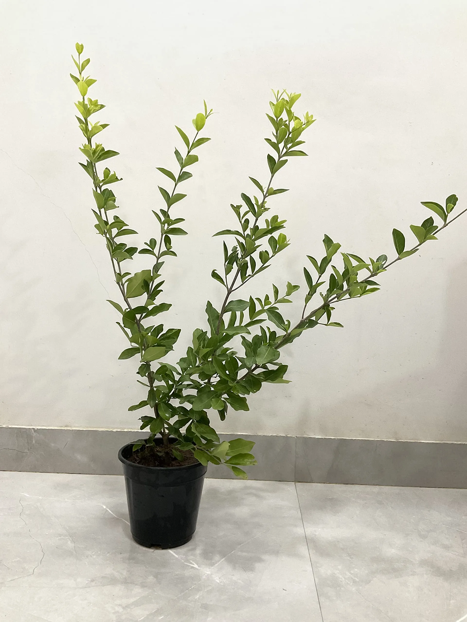 Garden Art Natural Live "Cherry Fruit Plant" (Fruiting stage) | Pack Of 1 Healthy Live Plant | Indoor & Outdoor House Plants with Grower Pots