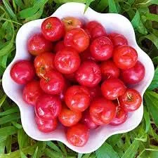 Garden Art Natural Live "Cherry Fruit Plant" (Fruiting stage) | Pack Of 1 Healthy Live Plant | Indoor & Outdoor House Plants with Grower Pots
